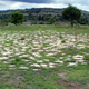 The surface of the Etlatongo site prior to excavation.